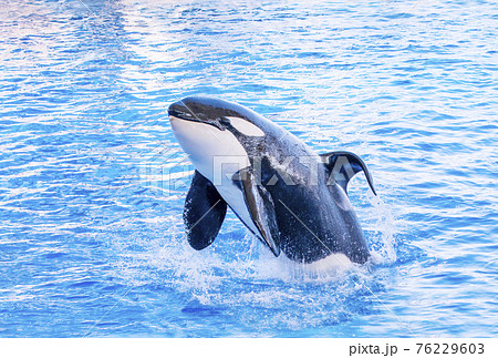 シャチ ジャンプ 水族館の写真素材