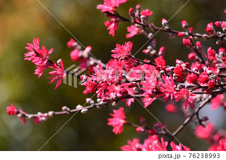 花 万作 植物 春の写真素材