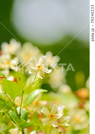 初夏 5月 白い花 常緑低木の写真素材