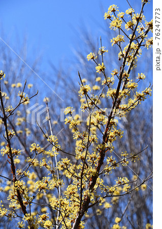 サンシュユ 山茱萸 ヤマグミ 花の写真素材