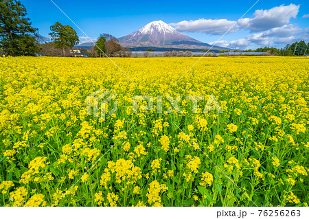 菜の花 富士山 菜の花畑 桜の写真素材 - PIXTA