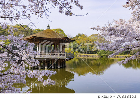 奈良公園 桜 浮御堂 春の写真素材 - PIXTA