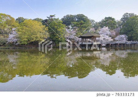 奈良公園 桜 浮御堂 春の写真素材 - PIXTA