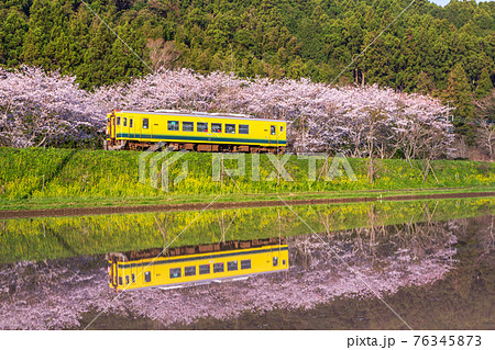 いすみ鉄道 菜の花 鉄道 風景の写真素材 - PIXTA