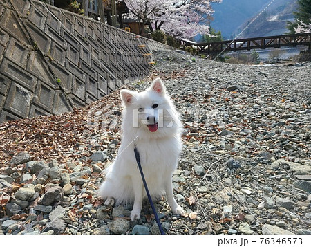 川沿いの桜が咲く季節に日本スピッツ犬の写真素材