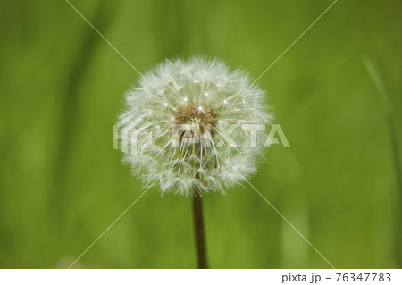 綿帽子 花の写真素材