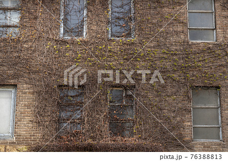 古い洋館 蔦 つたの写真素材