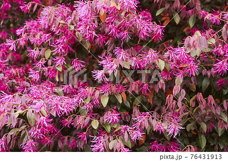 春 ピンク 樹木 生垣の写真素材
