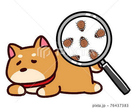 豆柴のイラスト素材 Pixta