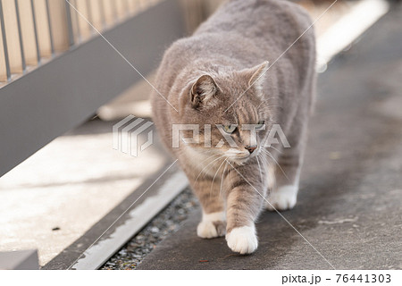 猫 ネコ 正面 歩くの写真素材