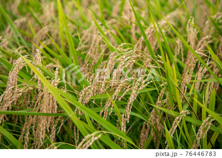 首を垂れる稲穂 稲穂の写真素材