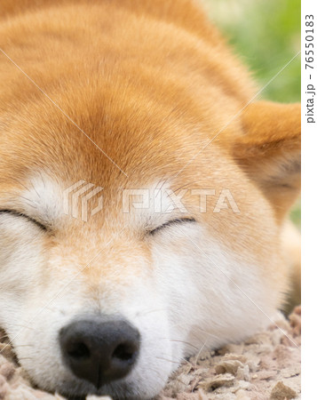 犬の寝顔の写真素材