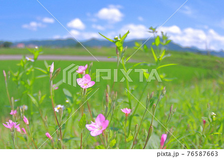 アカバナユウゲショウ 桃色 雑草 野草の写真素材