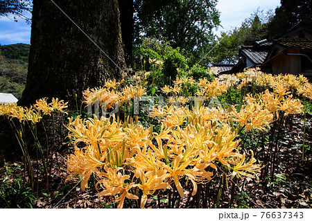 彼岸花 地獄 幻想的 花の写真素材