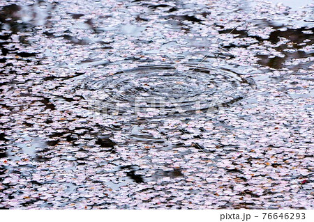 水面に浮かぶさくらの花びらの写真素材