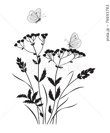花 蝶 イラスト 白黒の写真素材