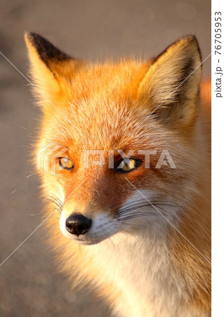オレンジ オレンジ色 橙 動物の写真素材