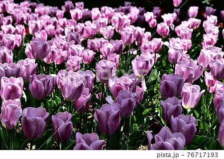 紫の花の写真素材