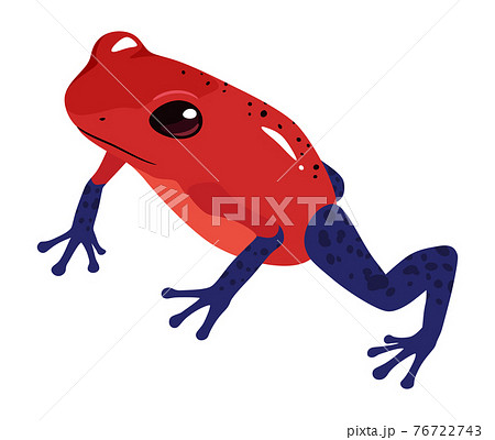 ヤドクガエル カエル 毒蛙のイラスト素材 - PIXTA