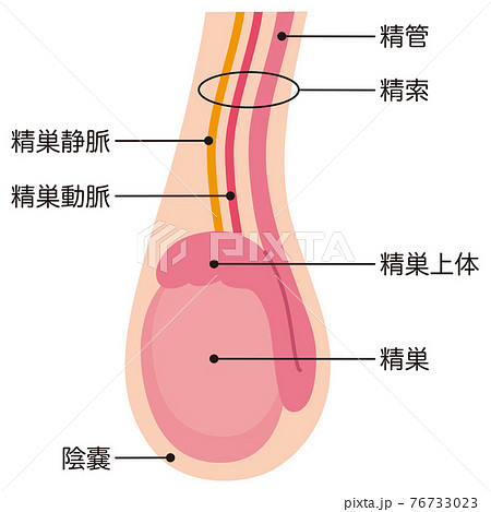 内臓 図 名称 人体図のイラスト素材