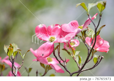 ハナミズキの花の写真素材
