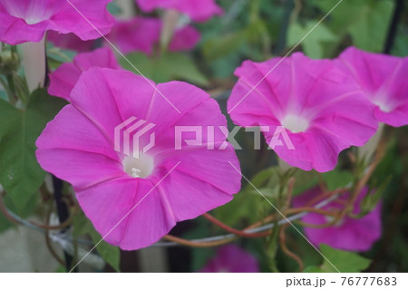 葉っぱ 壁紙 朝顔 花の写真素材