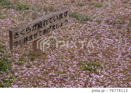 散る 土 地面 桜の写真素材