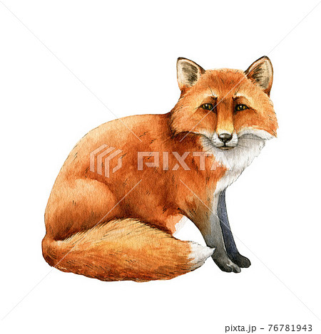 Cartoon red fox. Funny foxes with black paws, - Stock Illustration  [61355597] - PIXTA