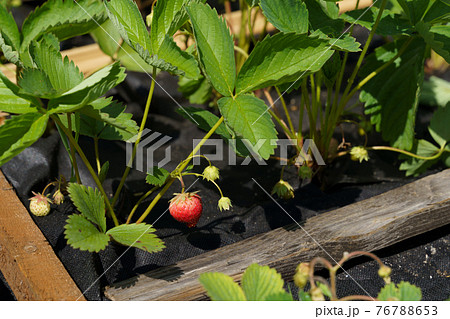 苺の芽生えの写真素材