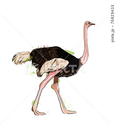 ダチョウ かわいいのイラスト素材