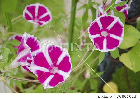 曜白朝顔の写真素材