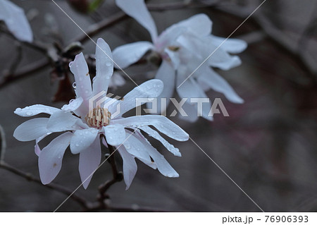 六枚の花弁の写真素材