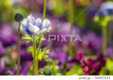 紫アネモネの写真素材
