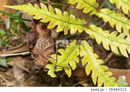 蚊蜻蛉の写真素材