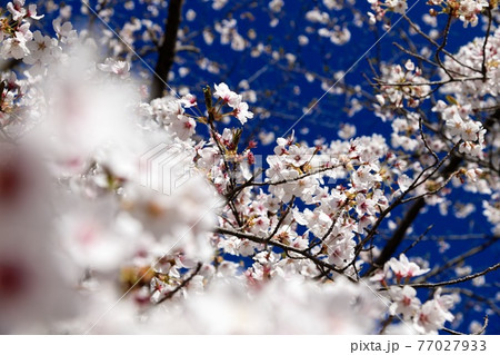 桜に藍い空の写真素材