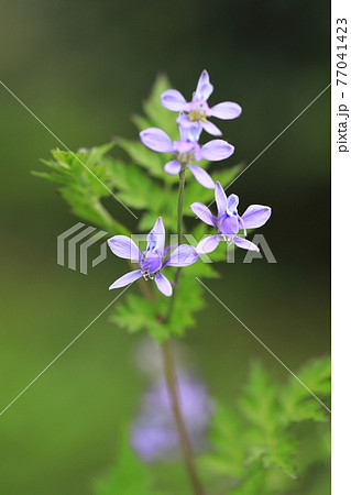 薄紫の花 雑草の写真素材