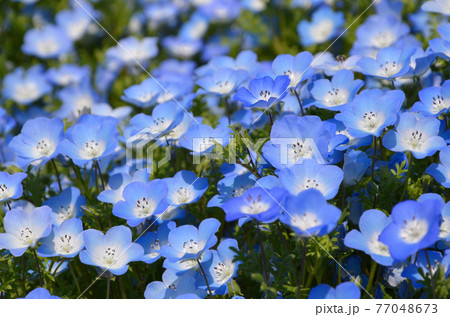 ネモフィラ 花畑 水色 満開の写真素材