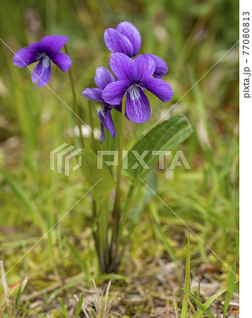 すみれの花の写真素材