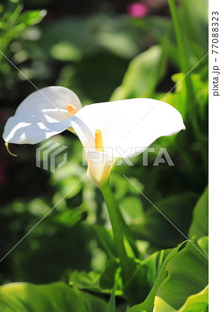 里芋の花の写真素材