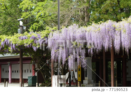 笠間稲荷神社のフジ棚の写真素材