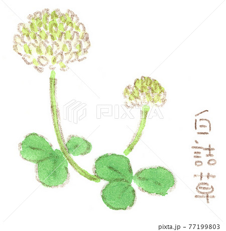 しろつめ草のイラスト素材