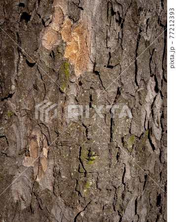 木の皮 テクスチャ 樹皮の写真素材