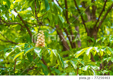 マロニエの木の写真素材