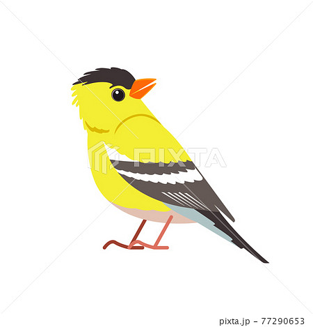 鳥 カナリア かわいい イラストのイラスト素材 鳥 カナリア かわいい イラストのイラスト素材