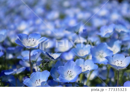 ネモフィラ 花 壁紙 ブルーの写真素材