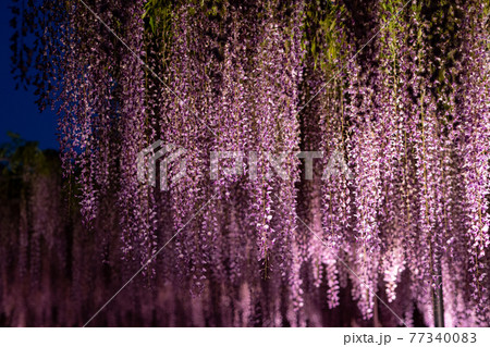 藤の花 夜 紫色 ライトアップの写真素材