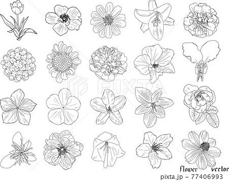 植物 花 イラスト モノクロ 花柄 背景の写真素材