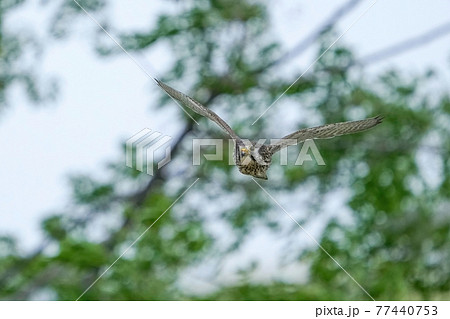 鷹 飛ぶの写真素材