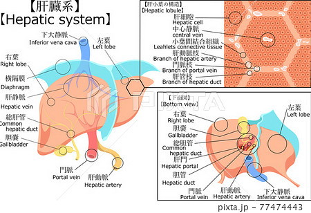 肝臓のイラスト素材