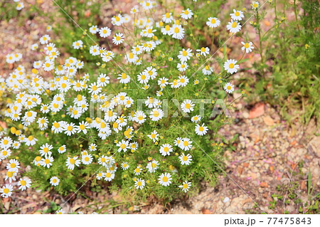 ジャーマンカモミール かわいいの写真素材